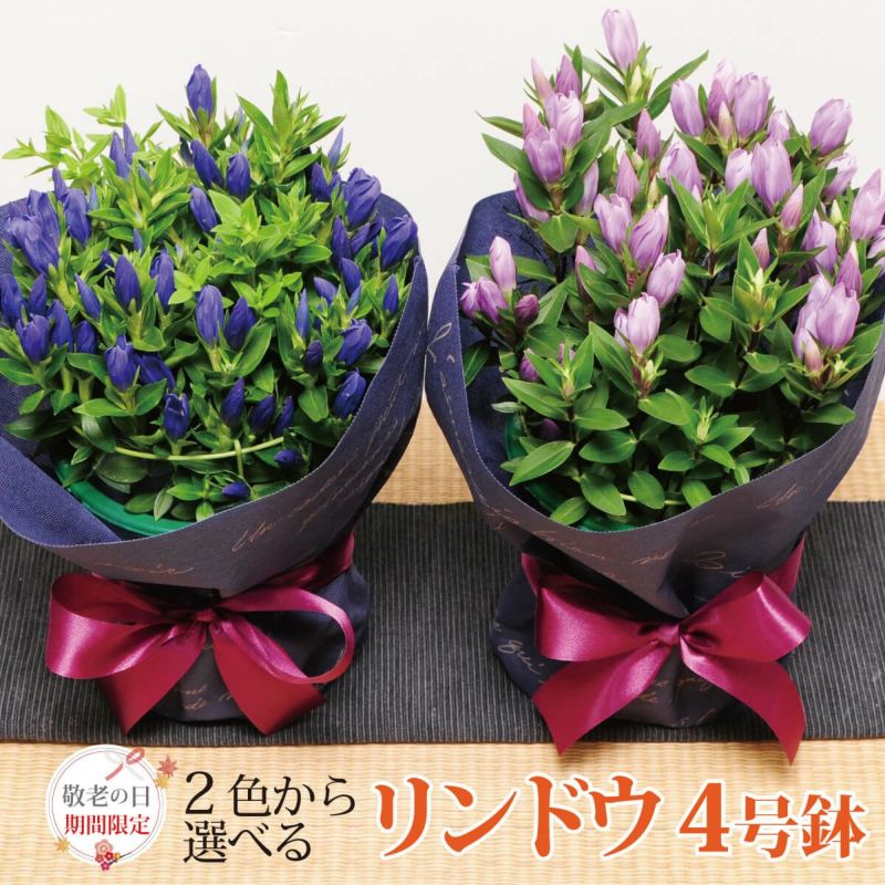 敬老の日の定番ギフト
  
  リンドウの鉢花 4号鉢 ブルー 敬老の日　りんどう