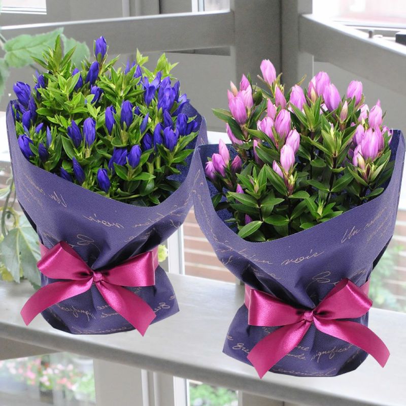 敬老の日の定番ギフト
  
  リンドウの鉢花 5号鉢 ブルー・ピンク 敬老の日 りんどう