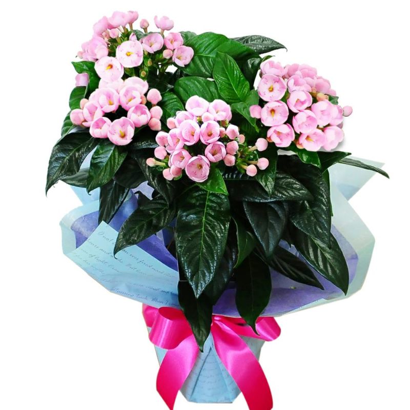 ほのかな香りのにおい桜
  
  敬老の日 におい桜 5号鉢