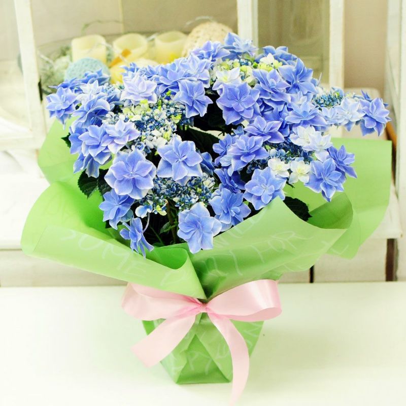 母の日 プレゼント 花 ギフト 鉢植えあじさい 60代 母の日 70代 母の日
  
  遅れてごめんね 母の日 プレゼント 紫陽花 ギフト 母の日 2024 花 あじさい アジサイ 銀河