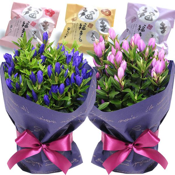 敬老の日ギフトセット
  
  敬老の日 リンドウの鉢花 5号鉢 りんどう スイーツセット