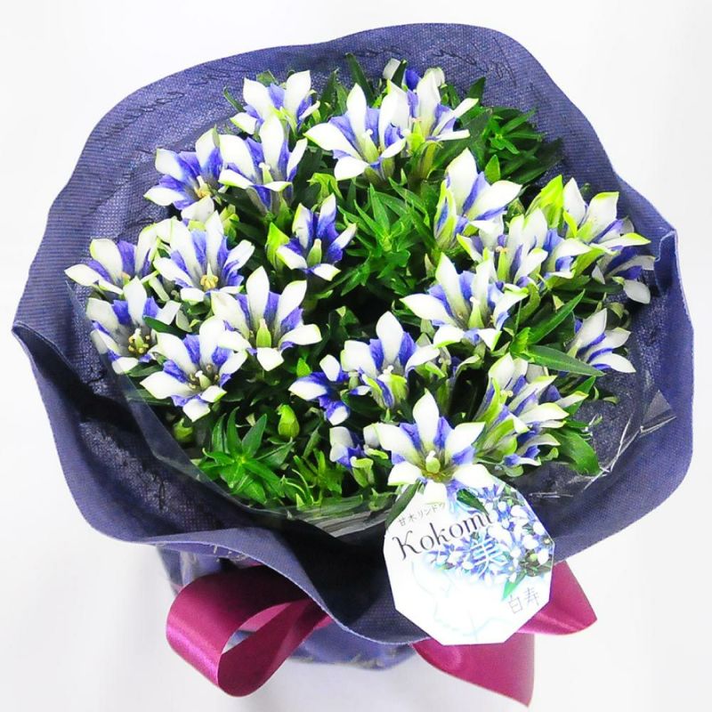 敬老の日の定番ギフト♪
  
  敬老の日 リンドウ鉢花　5号鉢  白寿 kokomi  りんどう