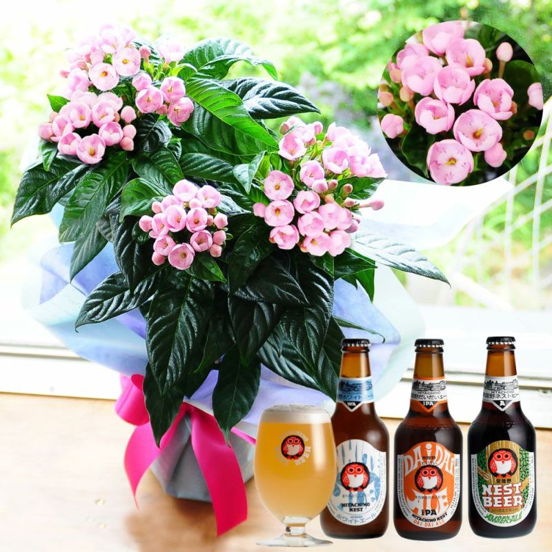 甘く優しい芳香が楽しめる 秋から冬に咲く桜 ビールと一緒に送りませんか。
  
  敬老の日 におい桜の鉢植え 5号鉢と常陸野ネストビール(瓶) 3本セット