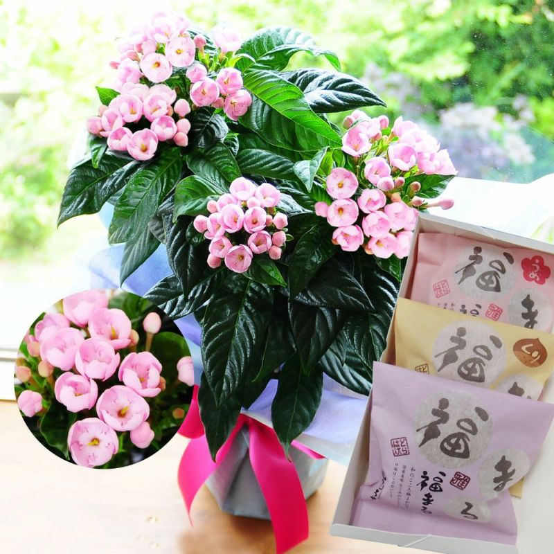 メッセージカードを添えて贈りましょう
  
  敬老の日 におい桜の鉢植え 5号鉢と福まるどら焼きセット